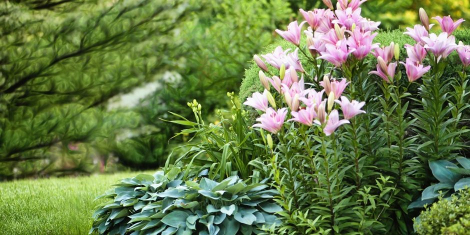 Безвременник весенний