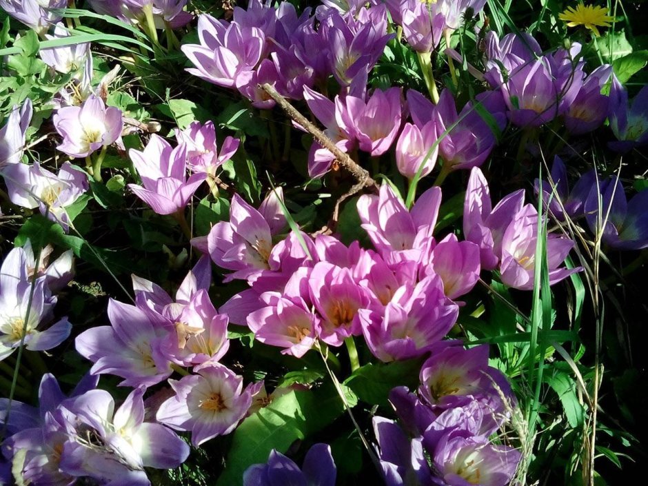 Анемона на клумбе