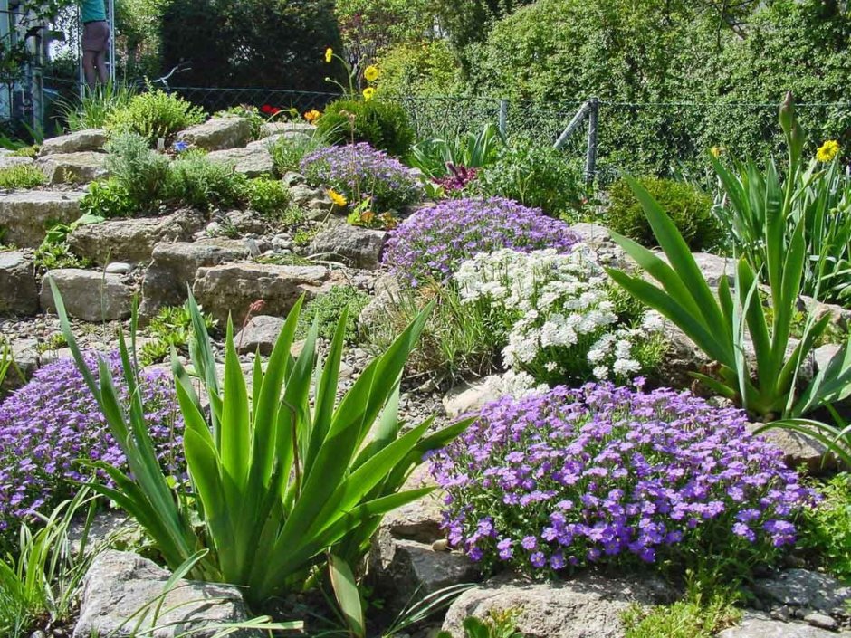 Безвременник анкарский