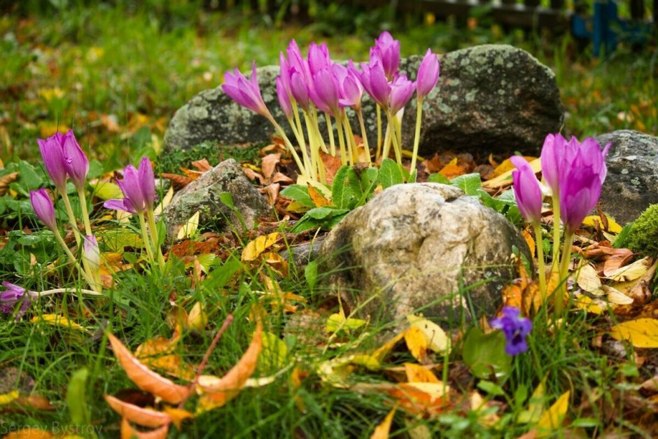 Безвременник вотерлилия