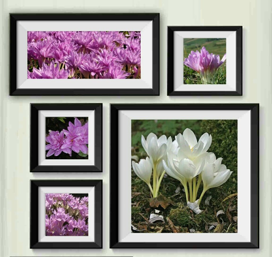 Крокус осенний безвременник