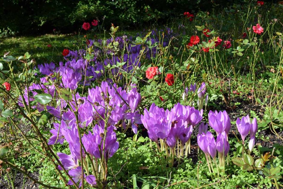 Колхикум безвременник осенний