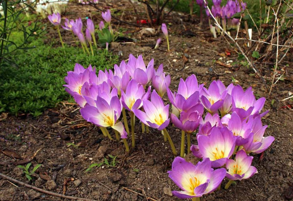 Колхикум безвременник