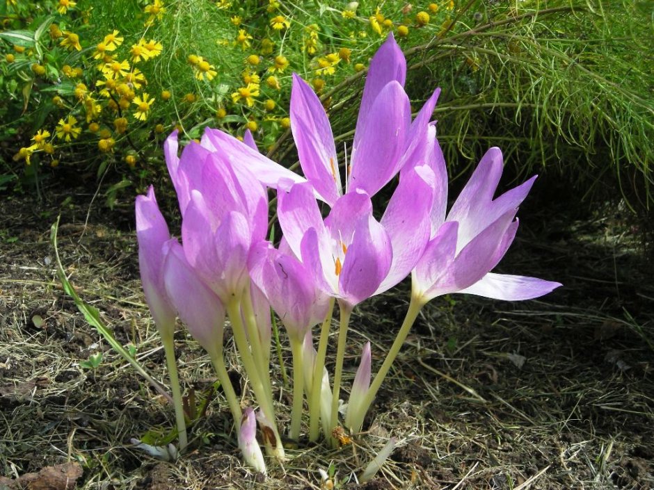 Безвременник (Colchicum) Waterlily