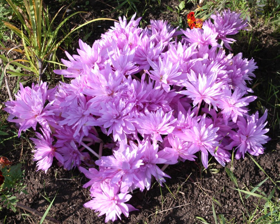 Безвременник на клумбе с другими цветами