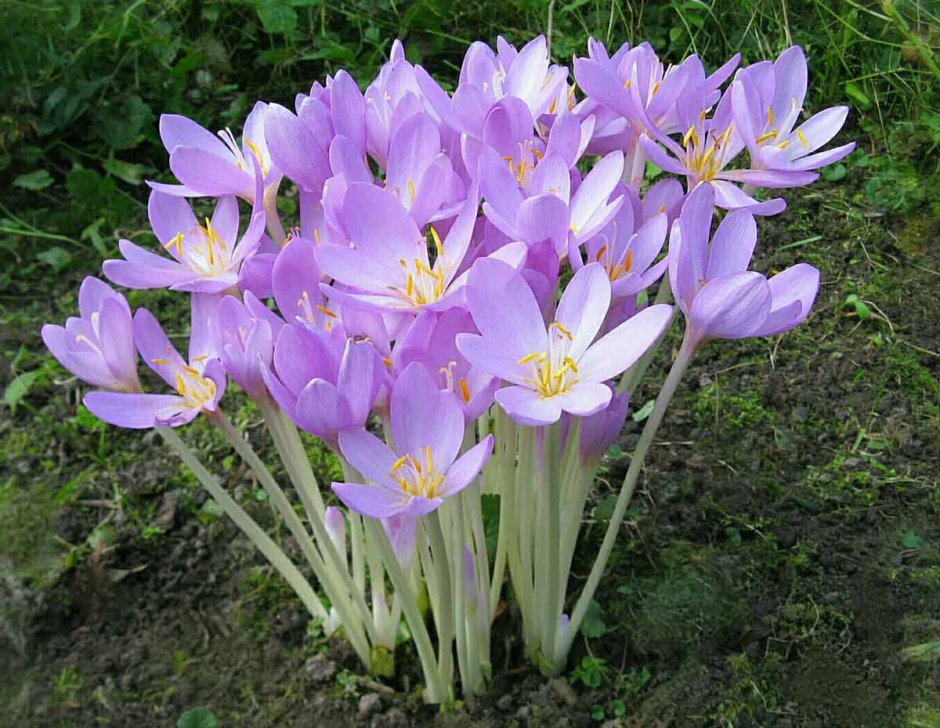 Юкка в рокарии