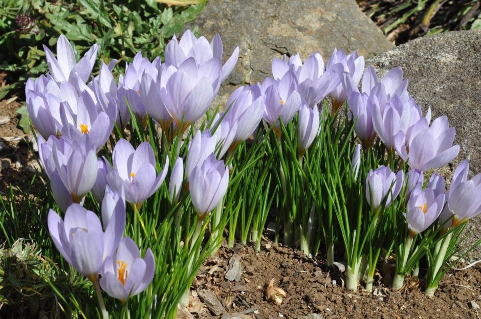 Цветы крокусы безвременник