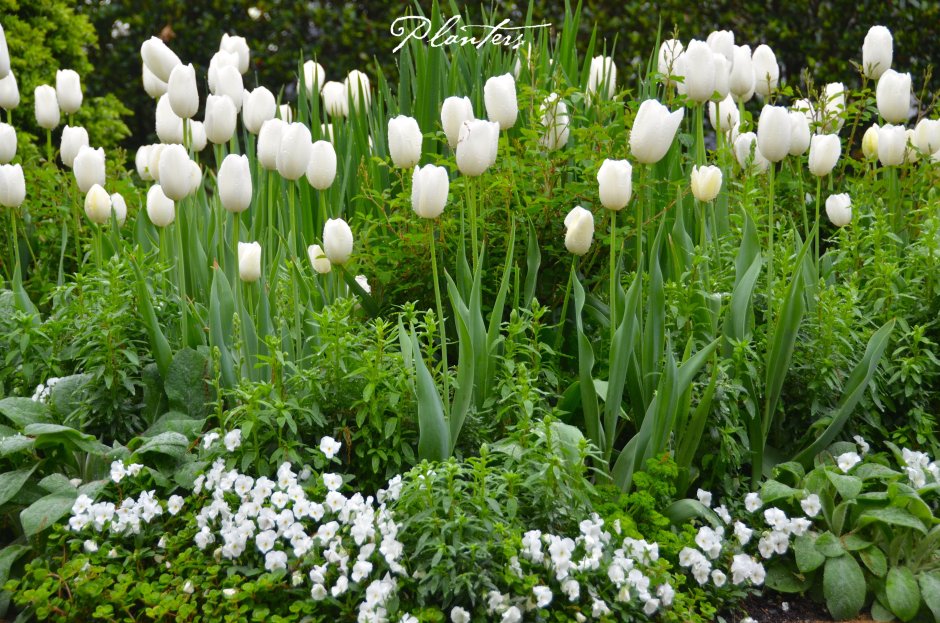 Белые тюльпаны в саду