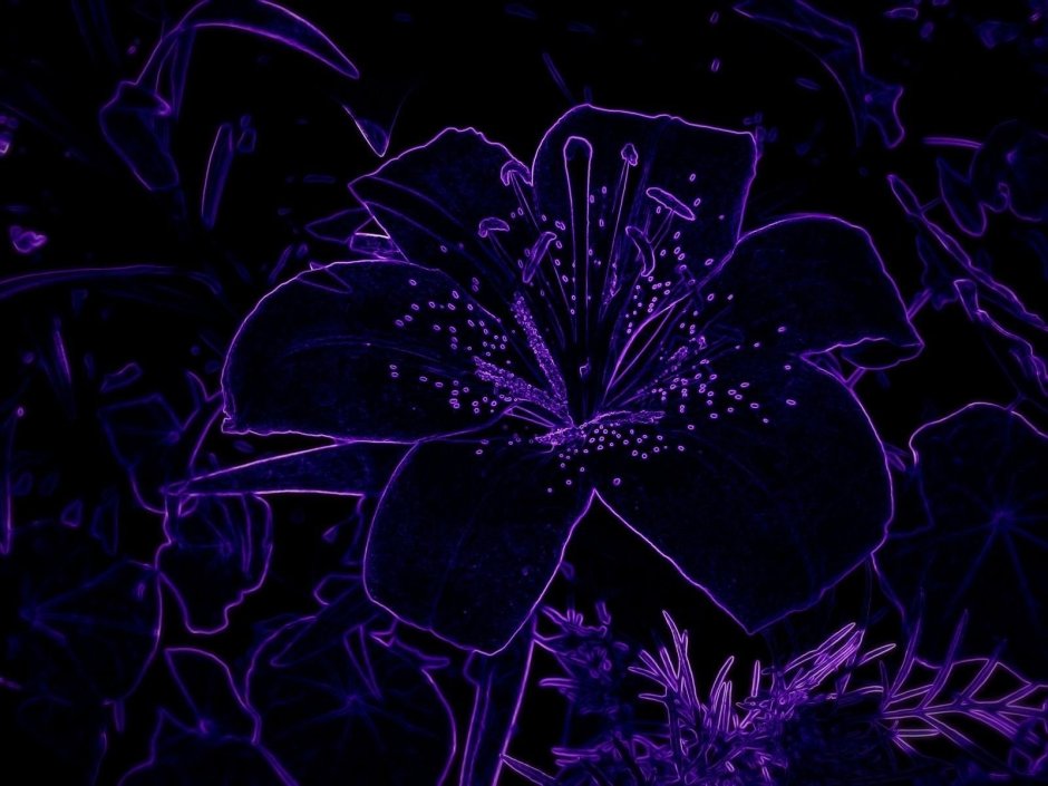 Цветы на черном фоне