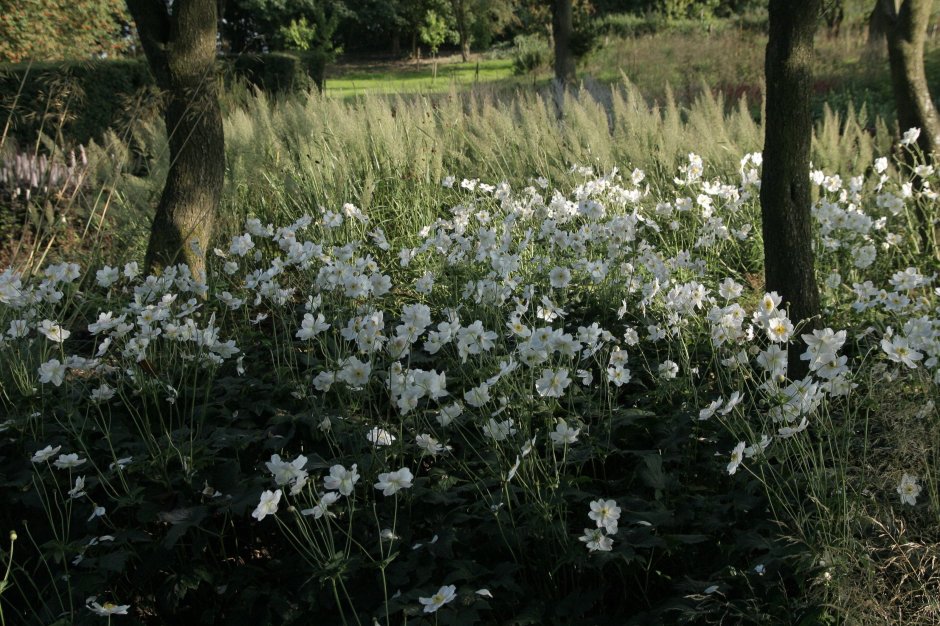 Анемона Дубравная в ландшафте