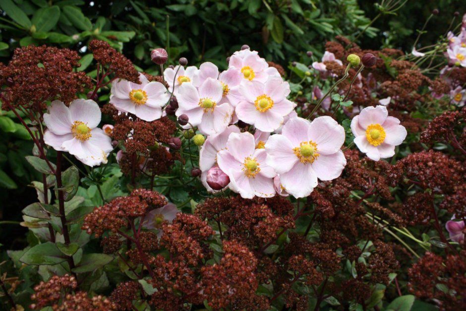 Анемона на клумбе