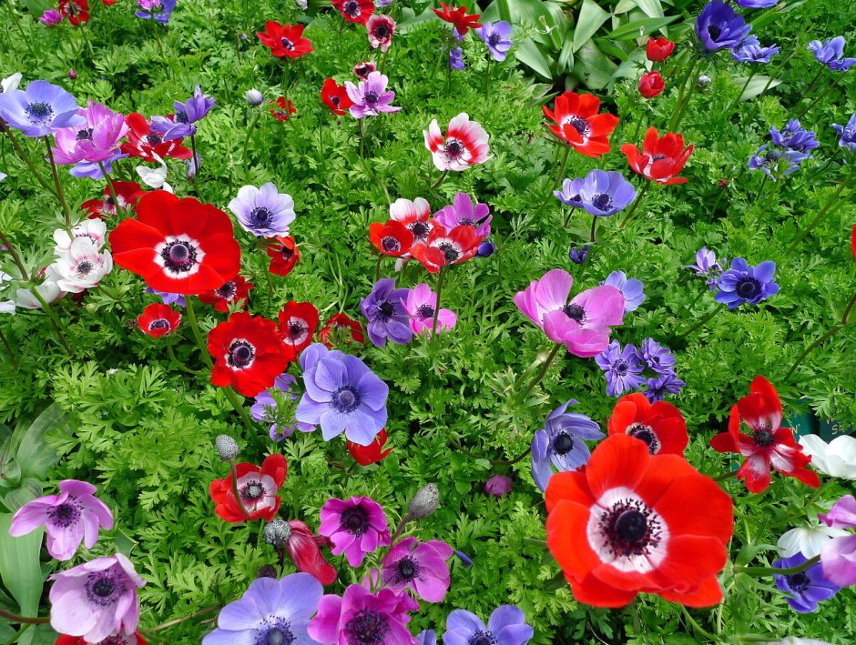 Анемона де Каен