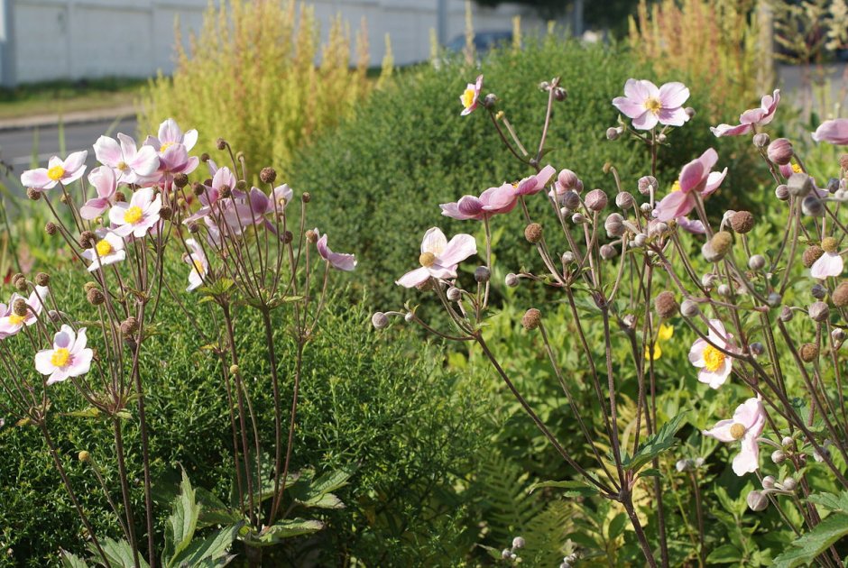 Анемона томентоза