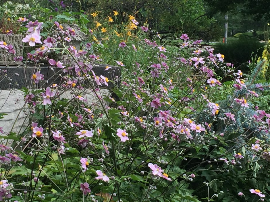 Анемона японская September Charm