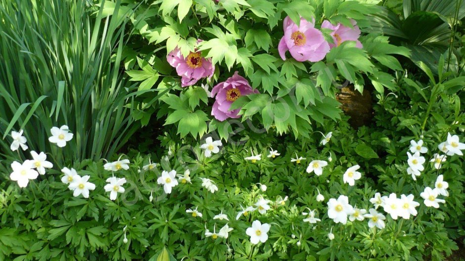 Ветреница Лесная пион