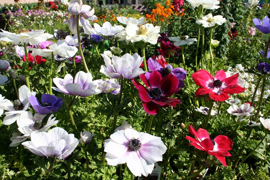 Ветреница на клумбе