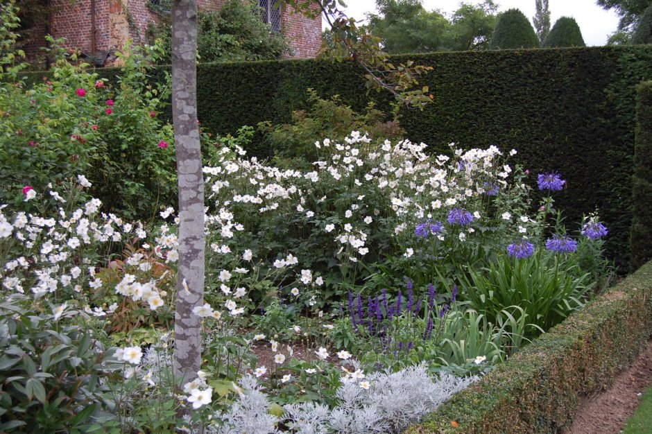 Ветреница в дизайне сада