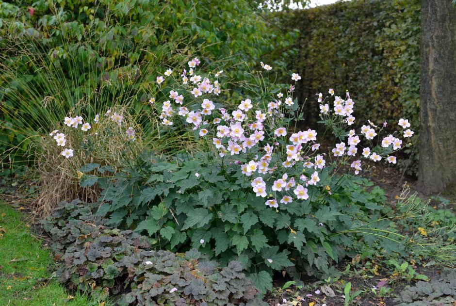 Анемона японская септембер Шарм
