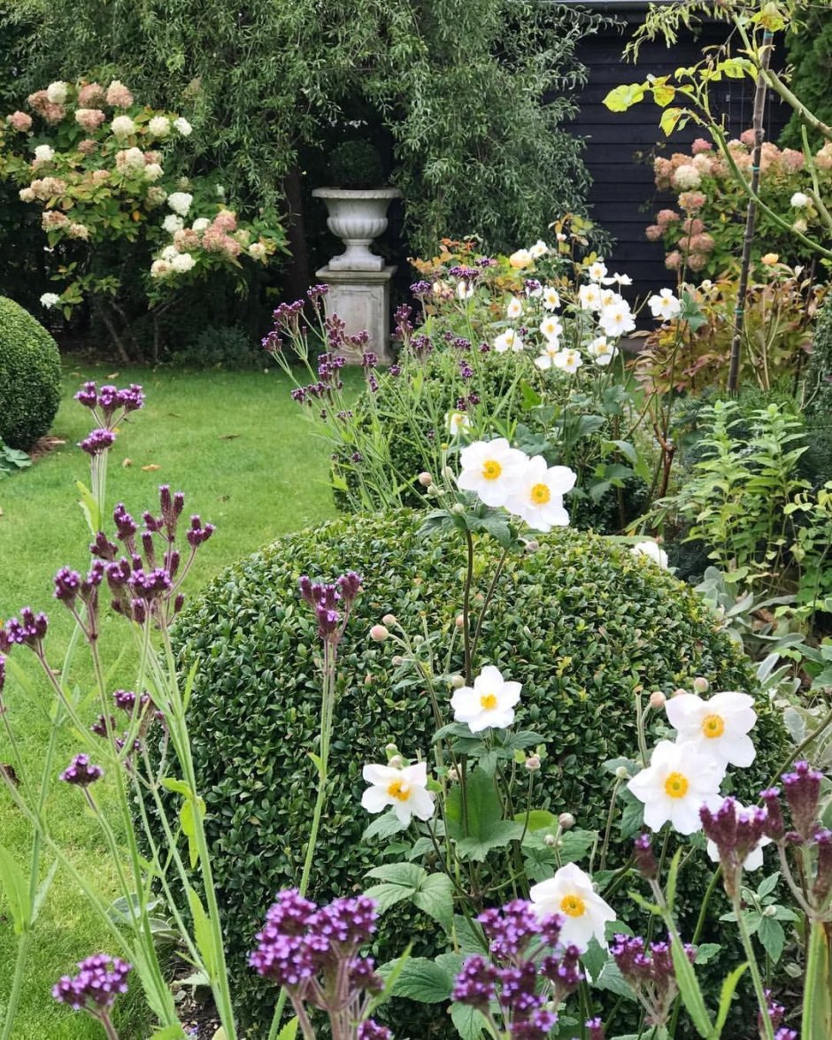 Анемона на клумбе