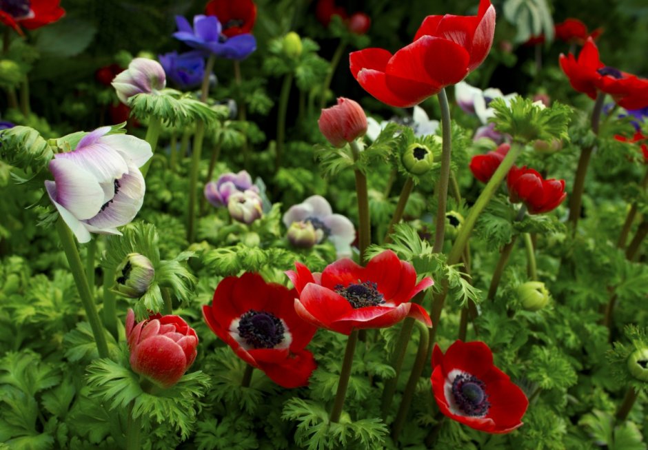 Анемона корончатая (Anemone coronaria)