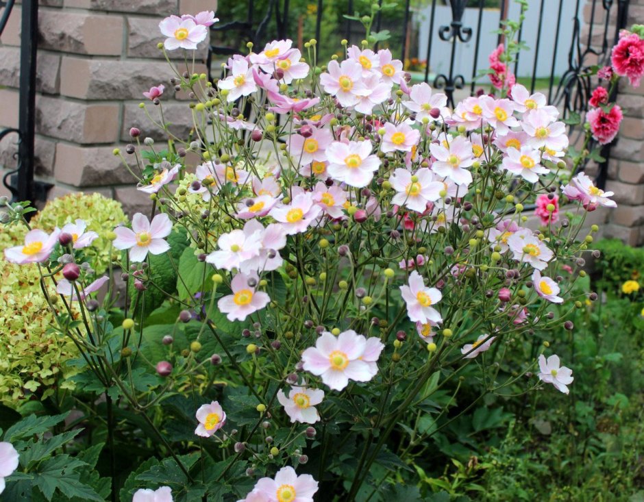 Анемона японская многолетняя