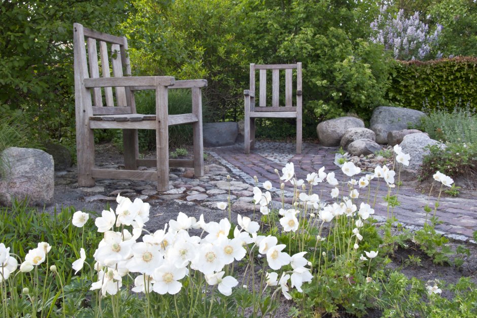 Ветреница анемона в ландшафтном дизайне