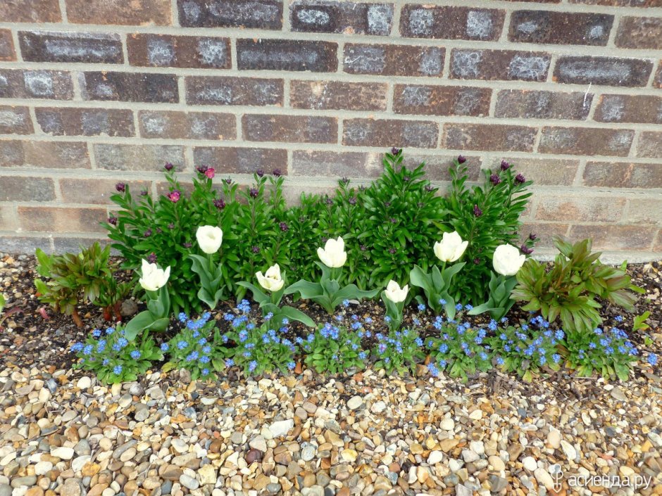 Анемона на клумбе