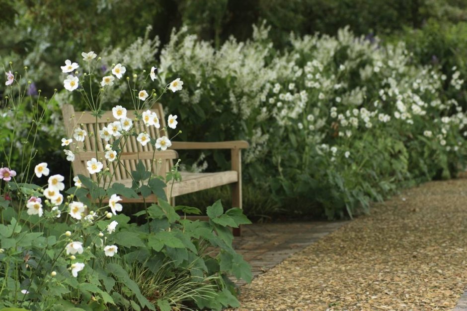 Анемона на клумбе