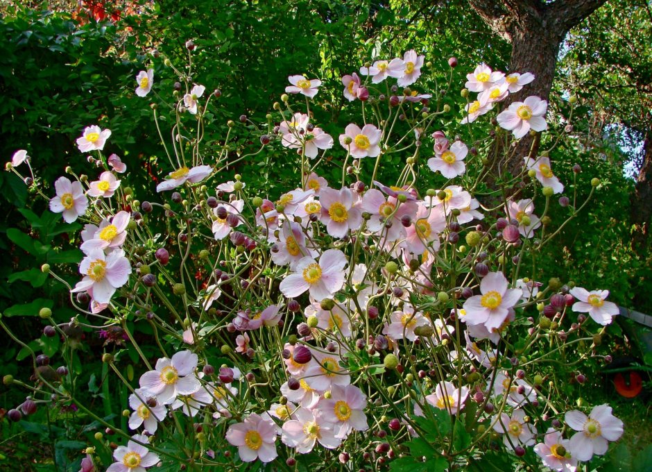 Анемона Яблоневый цвет