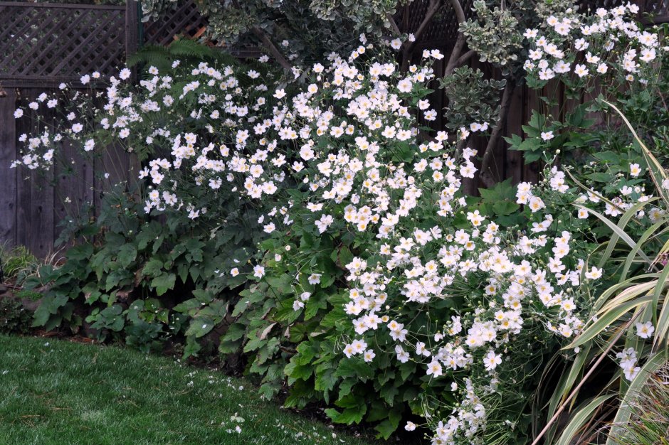 Анемона японская размножение семенами