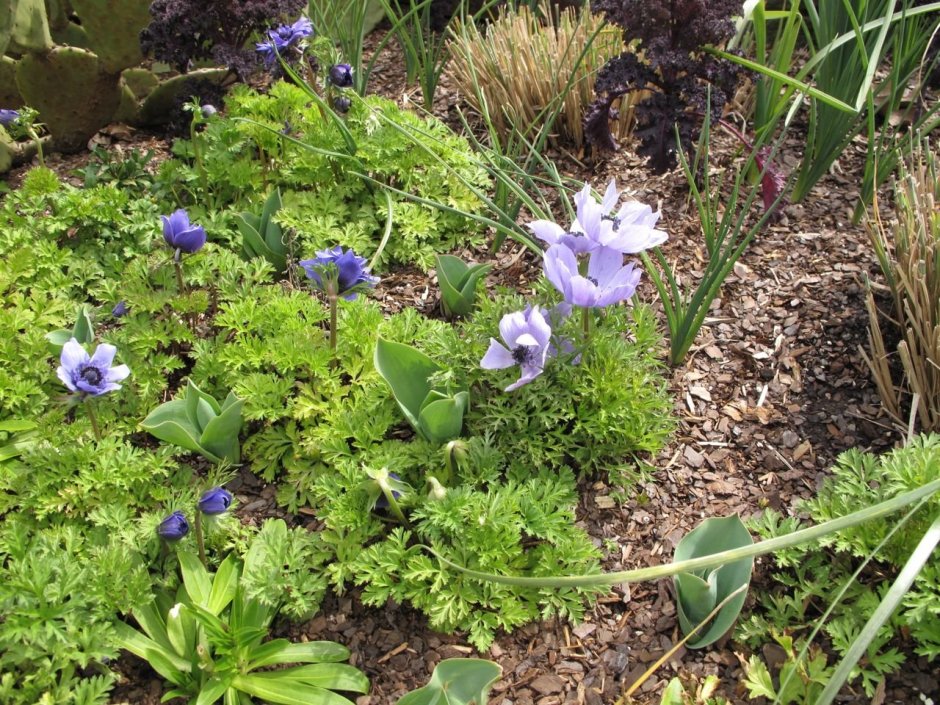 Анемона Лорд лейтенант