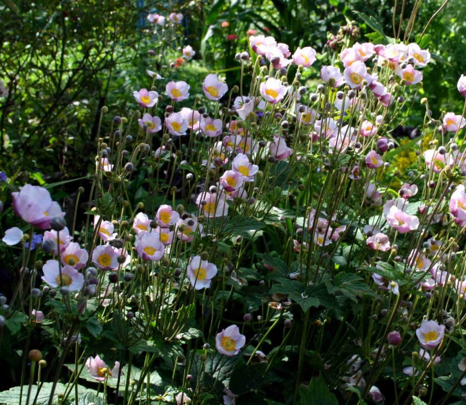 Анемона японская на клумбе