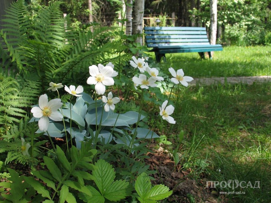 Сад Натальи Мельниковой