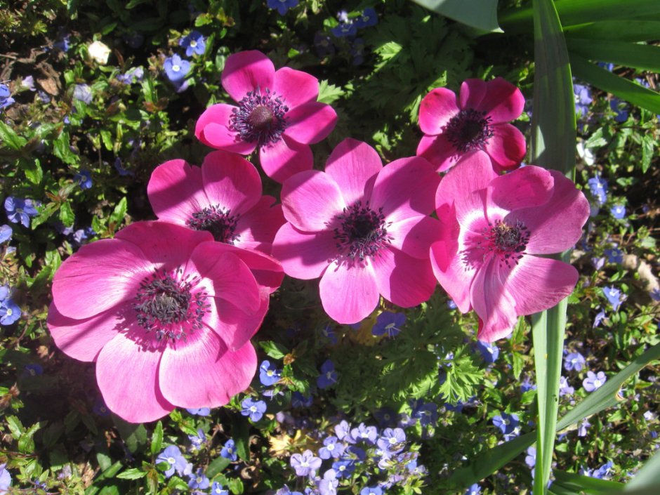 Анемона Адмирал на клумбе