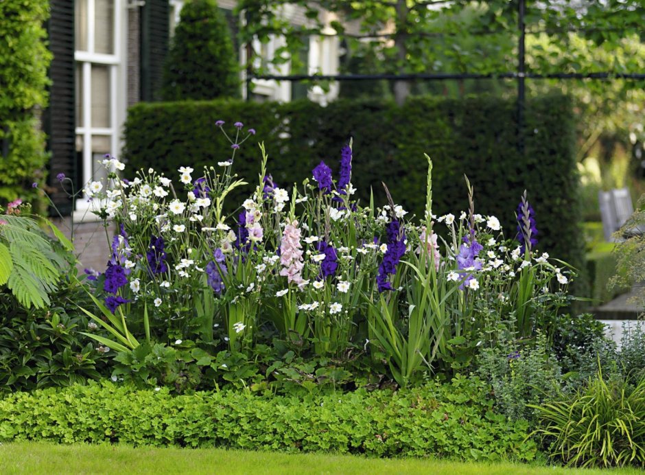 Анемона на клумбе