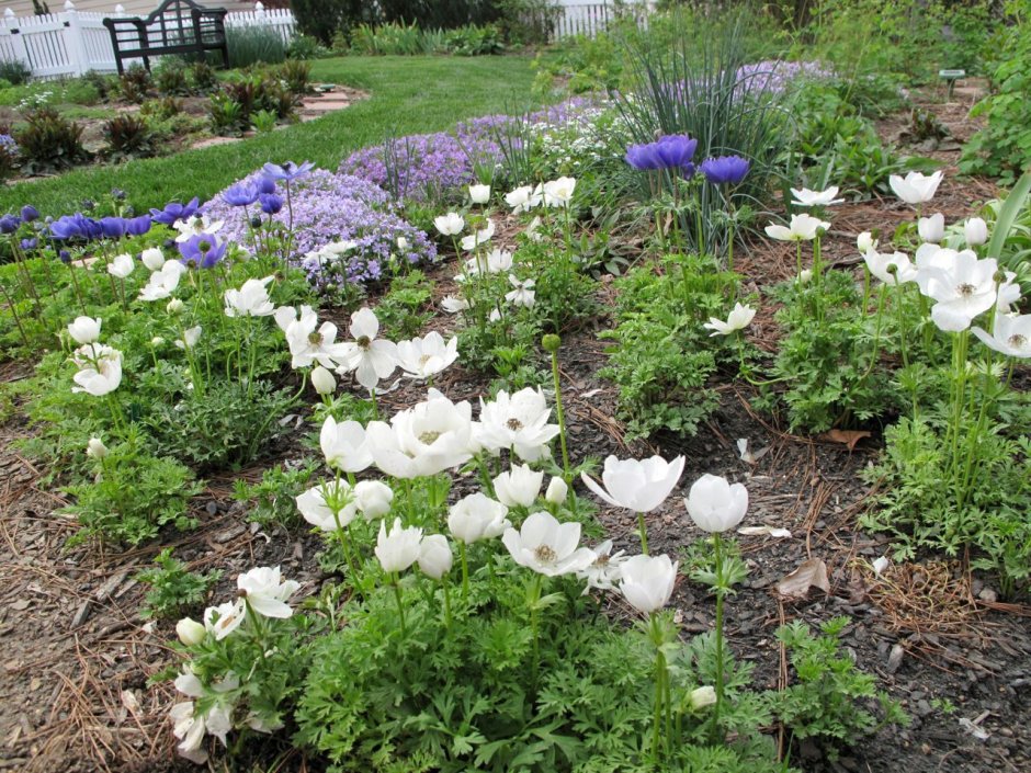 Анемона Брайд