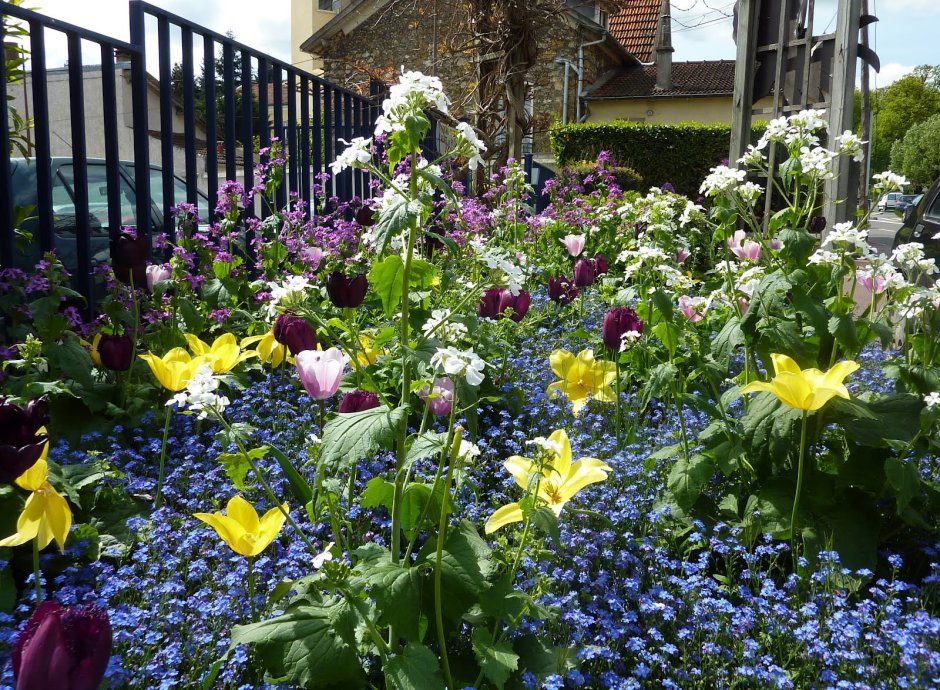Анемона Лесная на клумбе