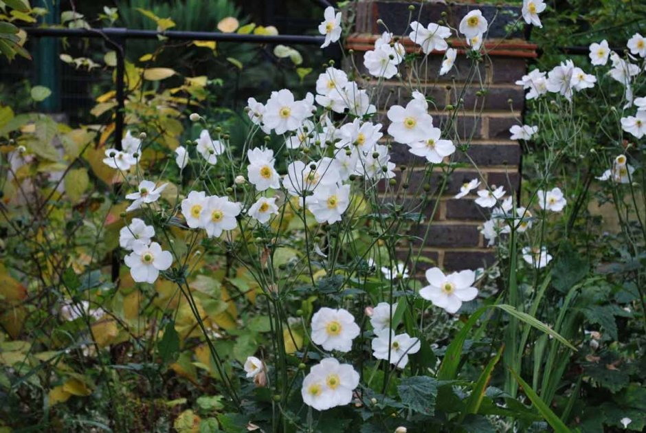 Анемона японская 'Honorine Jobert'