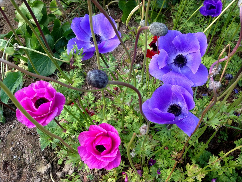 Анемона цилиндрическая