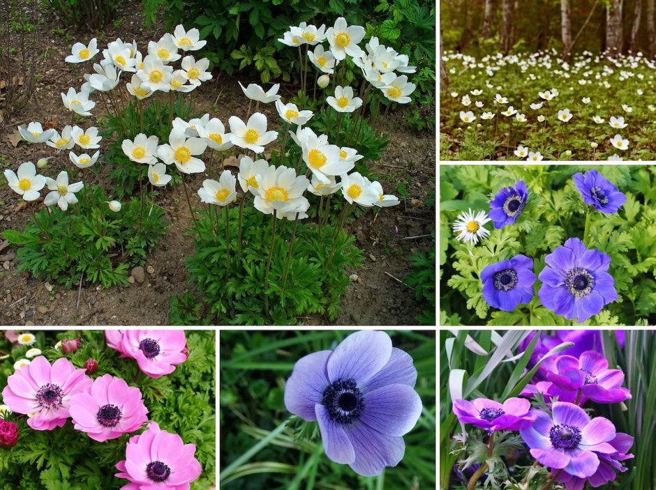 Анемона многолетняя Маргарита