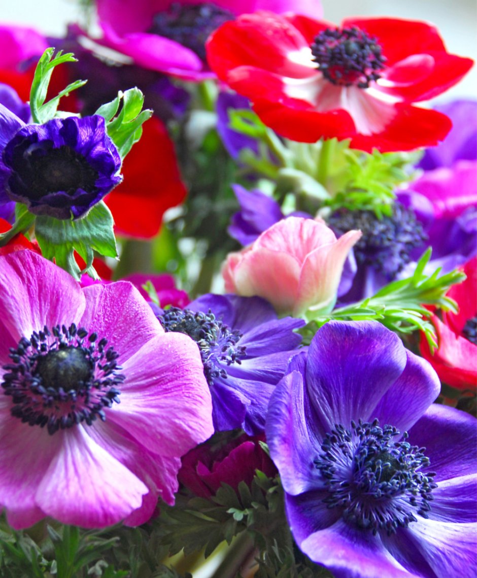 Анемона де Каен Голландия