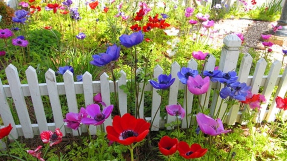 Анемона в цветнике