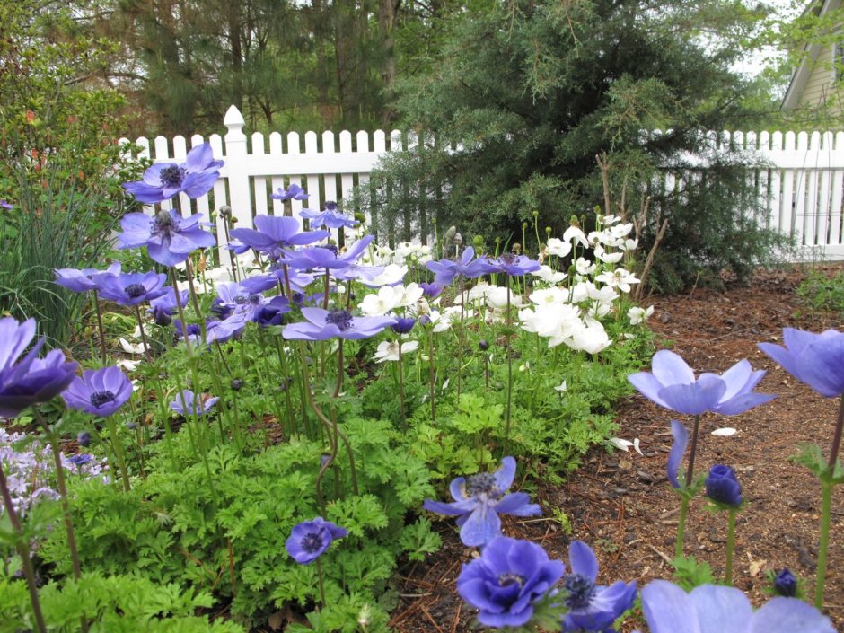 Анемона (ветреница) Лесная клумба