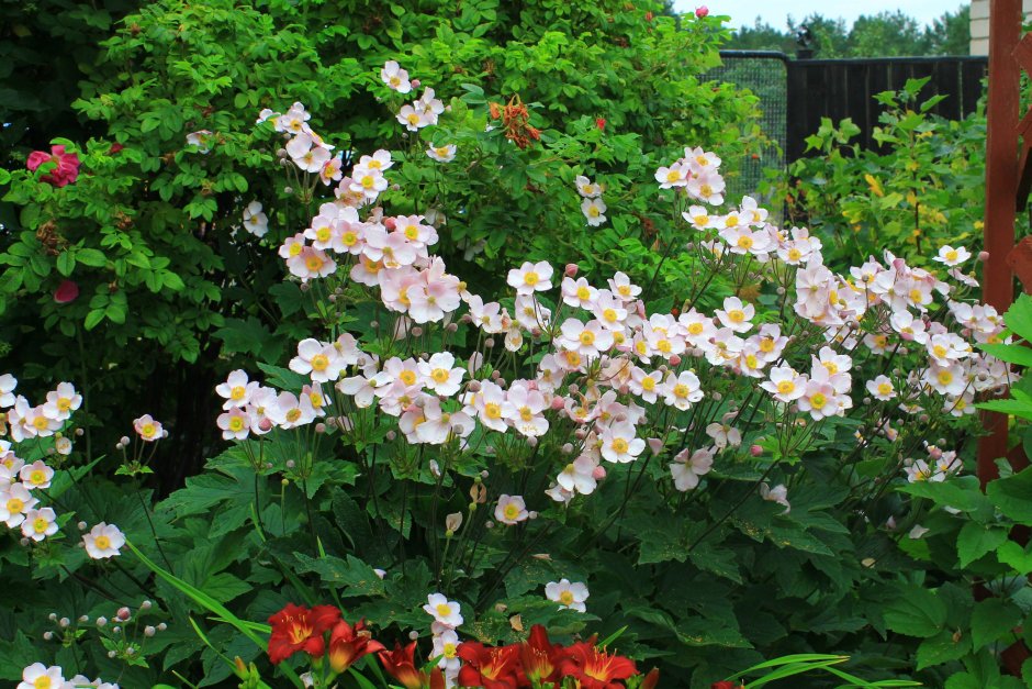 Анемона хубейская в цветниках