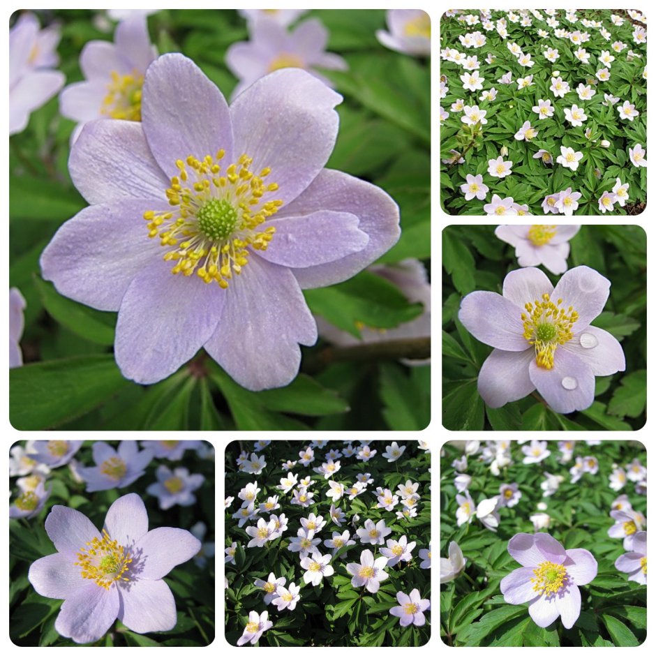 Анемона Дубравная цветение