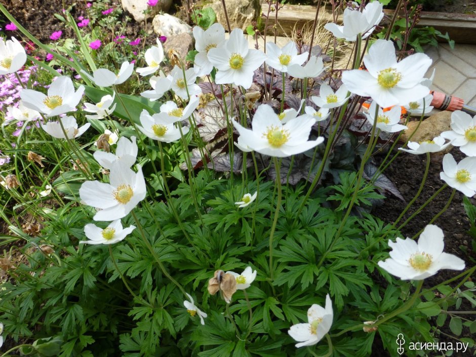 Анемона Дубравная Anemone Sylvestris