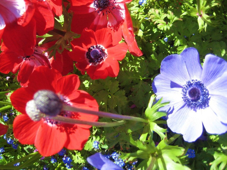 Анемона корончатая де Каен