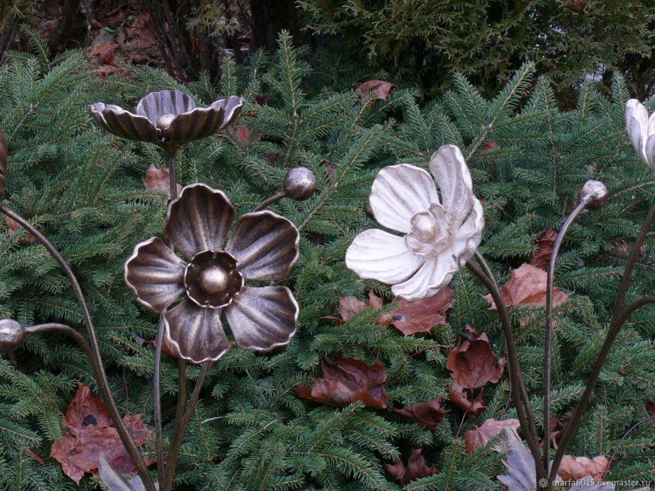 Анемона войлочная Робустиссима