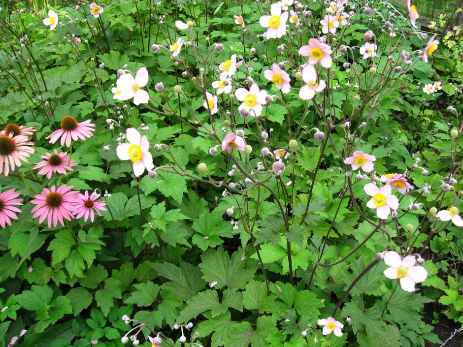 Анемона японская на клумбе