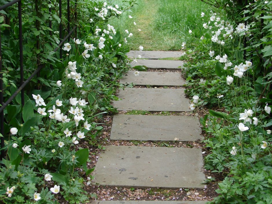 Анемона Дубравная в ландшафте